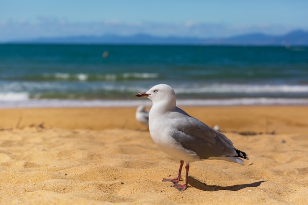 Mouette sur la côte néo-zélandaise