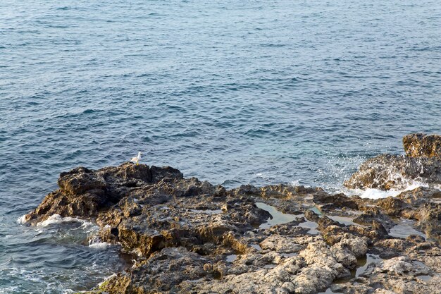 Mouette sur la côte pierreuse et petit surf