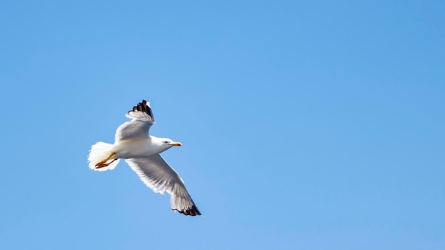 Une mouette dans le ciel