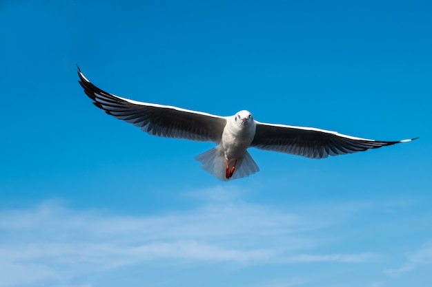 Mouette dans le ciel