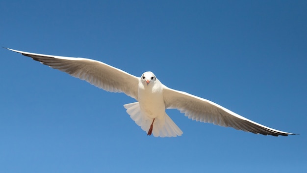 mouette dans le ciel