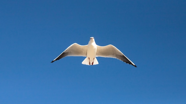 mouette dans le ciel