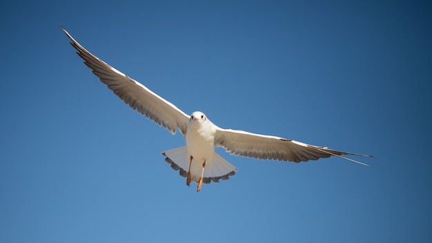 mouette dans le ciel