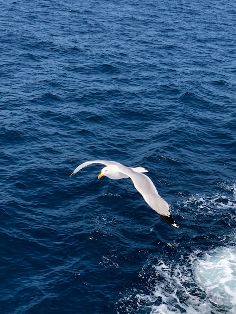 Photo la mouette dans la mer