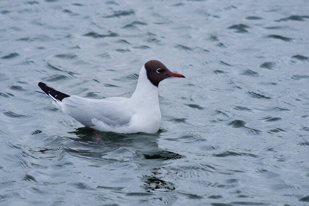 Une mouette dans la mer