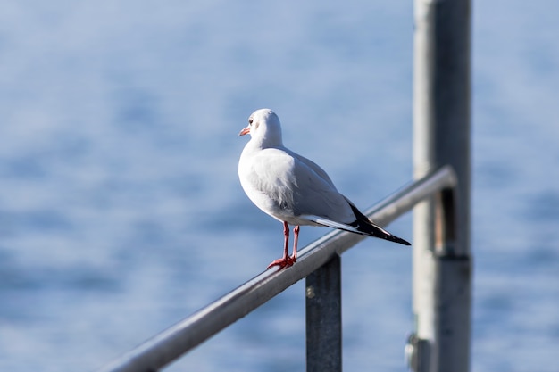 Mouette debout sur une balustrade en métal