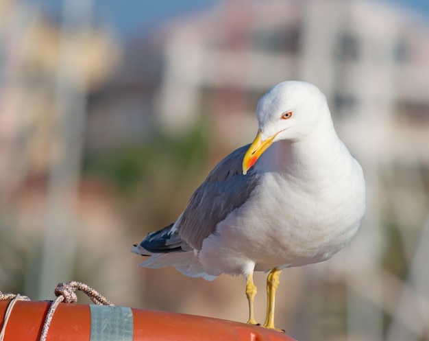 Mouette debout sur une bouée de sauvetage