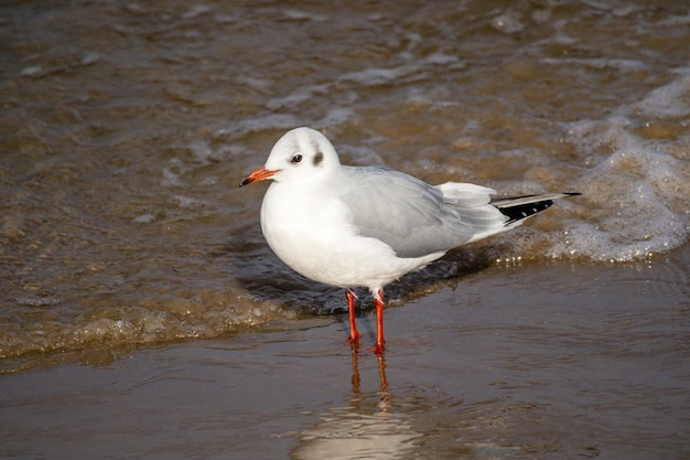 Une mouette debout dans l'eau avec son bec ouvert.