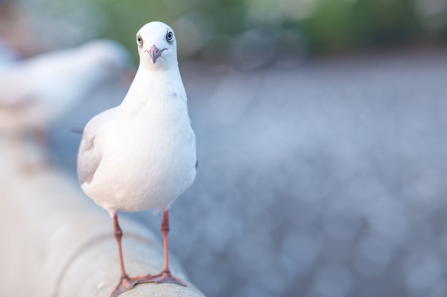 Mouette debout sur un pont