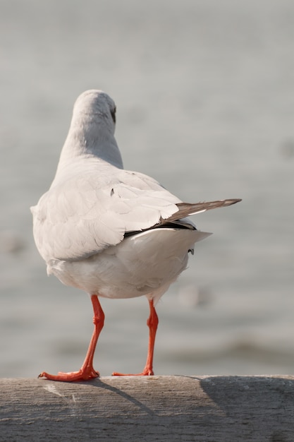 Mouette debout et regardant la mer.