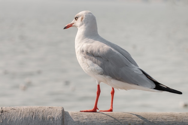 Mouette debout et regardant la mer.