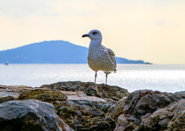 Mouette debout sur le rocher à la recherche de la mer.