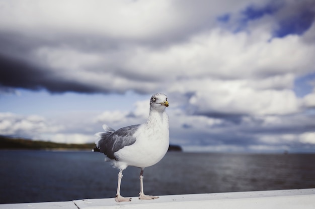 Mouette debout sur ses pieds