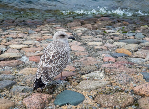 Mouette debout sur le trottoir en pierre près de l'eau