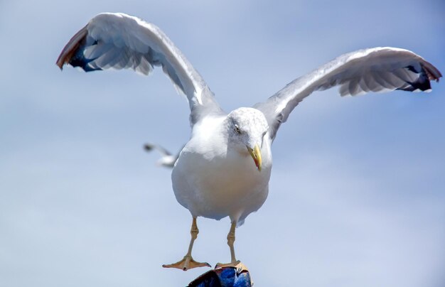 Mouette déployant des ailes