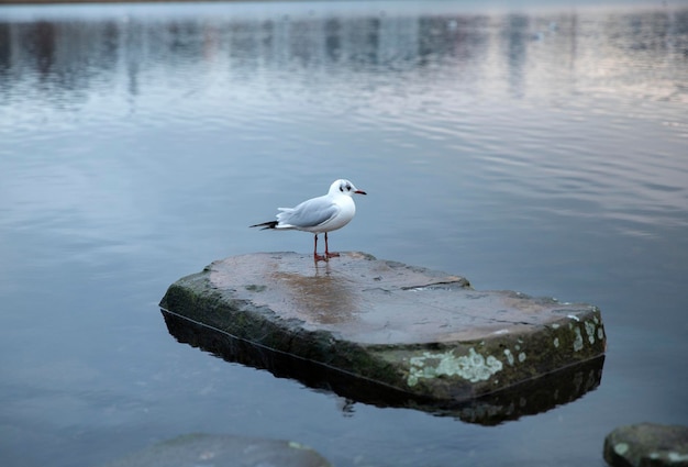 une mouette sur le dos à sa mer