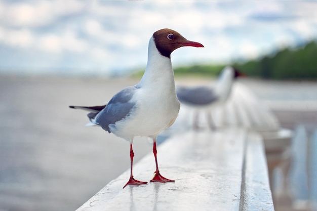 La mouette est assise sur une balustrade en marbre sur fond de mer et de ciel bleu