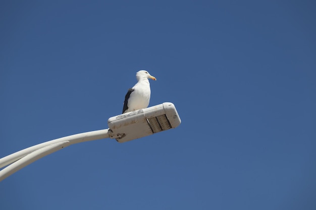 Une mouette est assise sur un lampadaire