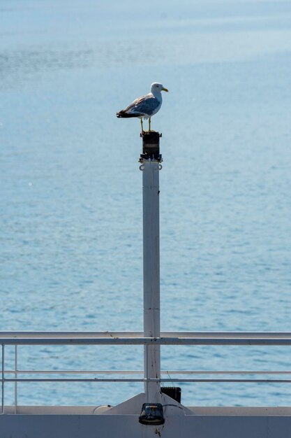 Une mouette est assise sur un poteau devant un plan d'eau.