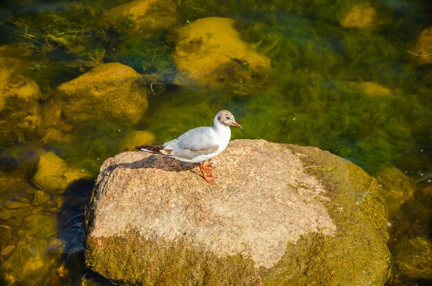 Photo une mouette est assise sur un rocher dans un plan d'eau.