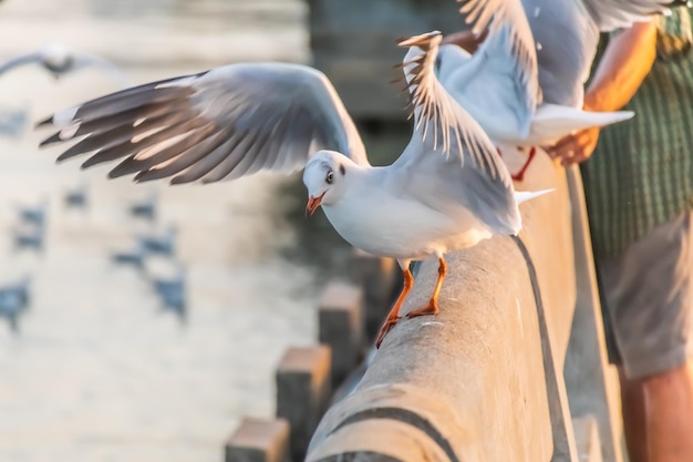 La mouette est debout sur le bord du pont.