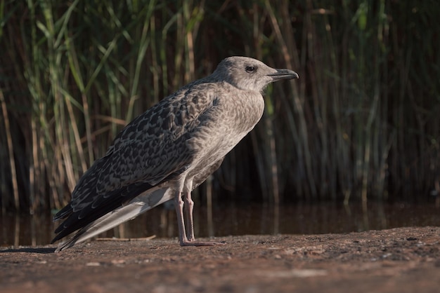 La mouette est debout sur le sol en gros plan