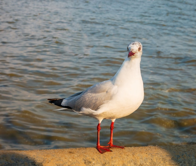 Photo une mouette est sur un pont en béton