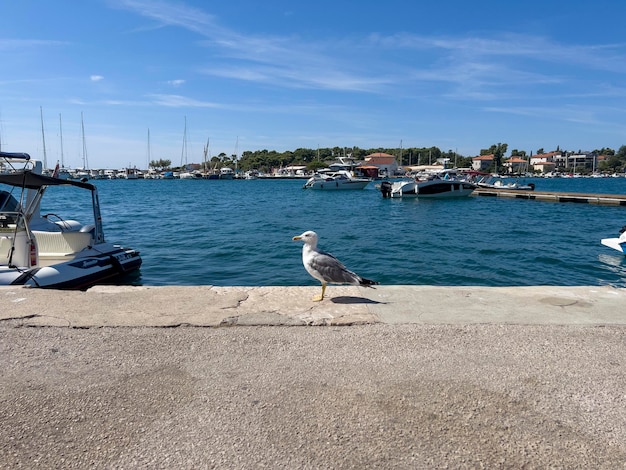 La mouette fière au port de Krk