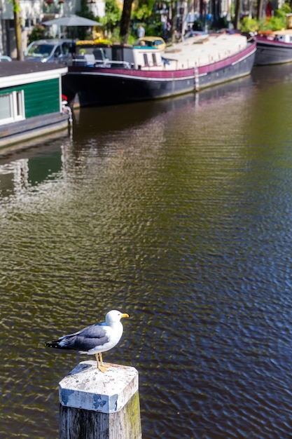 Mouette sur le fond d'un canal et de bateaux à Amsterdam.