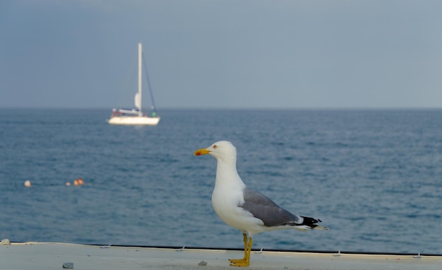 Une mouette sur le fond de la mer et un yacht un jour d'été.