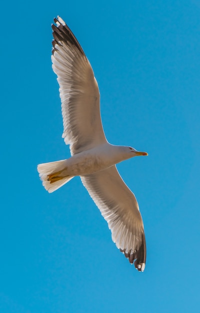 Mouette avec de grandes ailes volant dans le ciel bleu