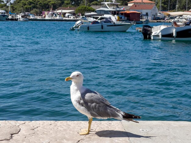 La mouette sur l'île de Krk