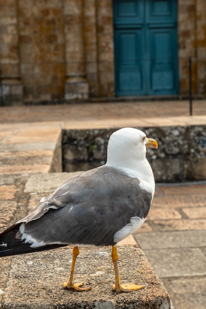 Une mouette à l'intérieur de la célèbre abbaye du Mont Saint-Michel, dans le département de la Manche, Normandie, France