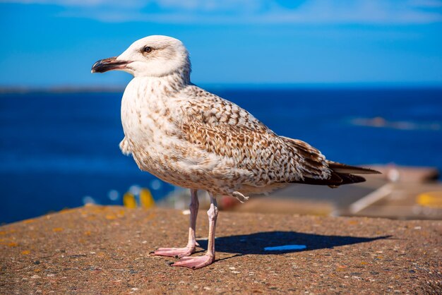 Mouette à la jetée