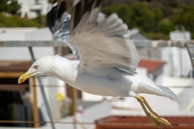 Mouette juvénile près des quais