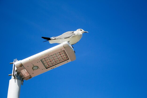 Mouette sur une lampe de port