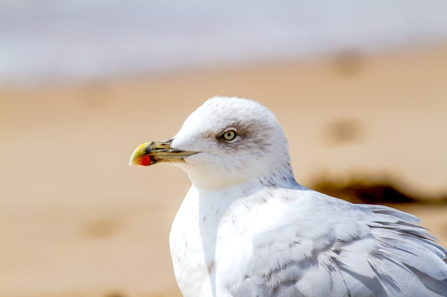 Photo mouette, larus argentatus