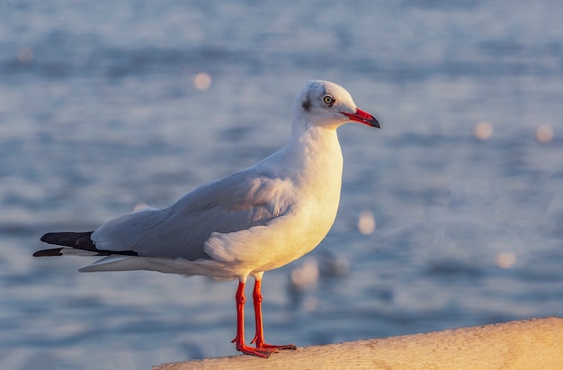 Mouette et lumière du soir