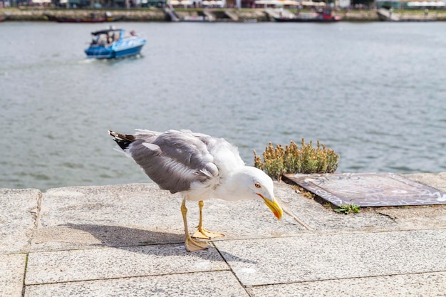 Mouette mangeant sur les rives du fleuve Douro au Portugal