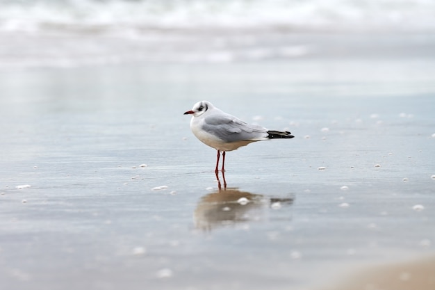 Mouette marchant le long du bord de mer. Mouette rieuse, Chroicocephalus ridibundus