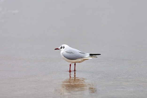 Photo mouette marchant le long de la mer