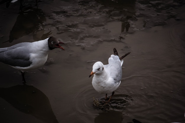 Mouette marchant sur les mangroves.