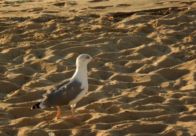 Mouette Marchant Sur Le Sable