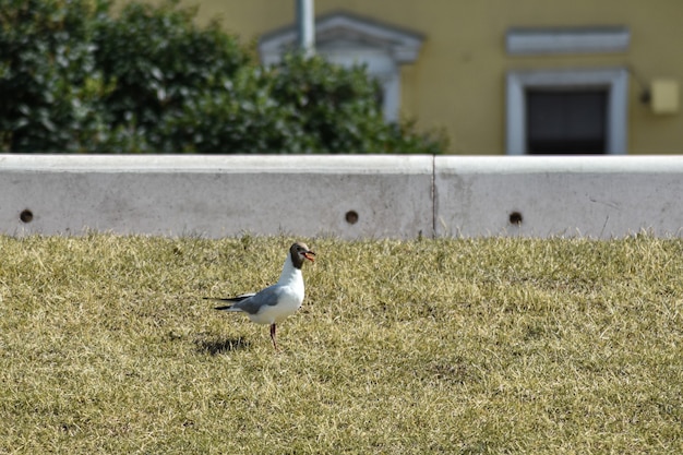 la mouette marche le long du remblai