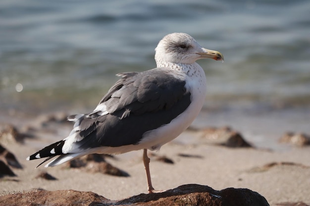 Mouette mignonne sur un rivage rocheux