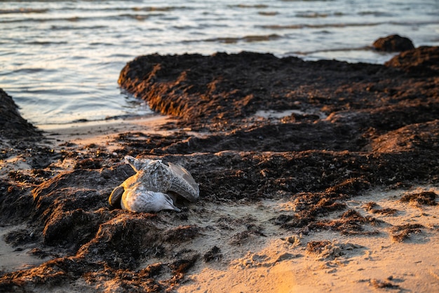 mouette morte échouée sur le rivage de la mer au coucher du soleil