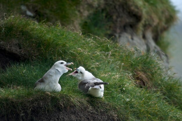 Mouette sur Mykines, Îles Féroé