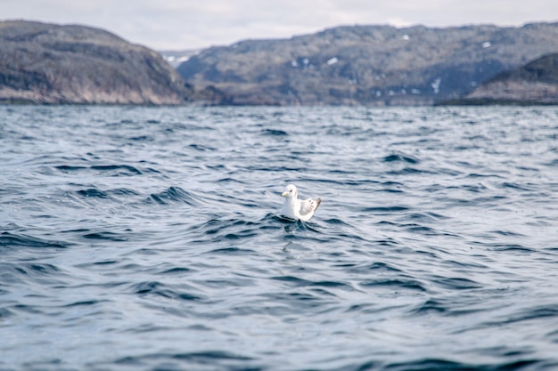 Mouette nage sur les vagues de la mer de Barents