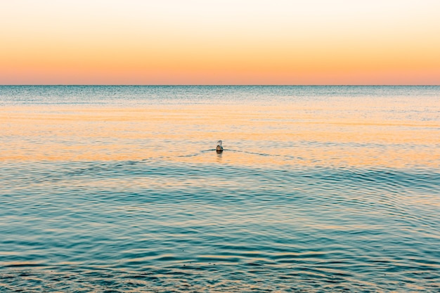 Une mouette nageant sur la mer au coucher du soleil