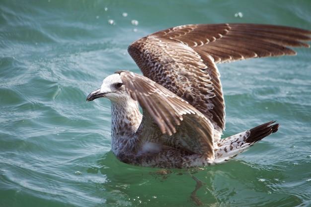 Mouette nageant